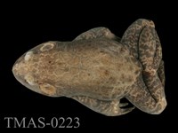 藏品(美國牛蛙)的圖片